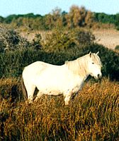 Camarguais poney