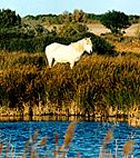 Camargue