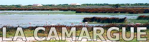 Camargue, delta of the Rh&ocirc;ne